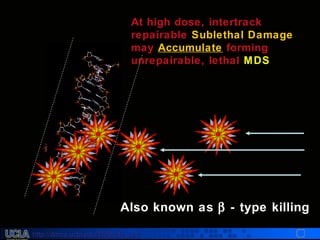 http://dmco.ucla.edu/McBride_Labhttp://dmco.ucla.edu/McBride_Lab
WMcB2008
At high dose, intertrack
repairable Sublethal Damage
may Accumulate forming
unrepairable, lethal MDS
Also known asAlso known as ββ - type killing- type killing
 