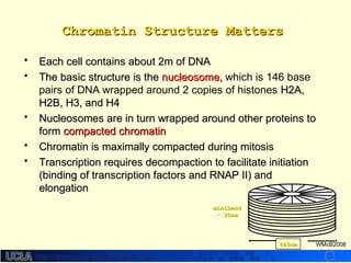 http://dmco.ucla.edu/McBride_Labhttp://dmco.ucla.edu/McBride_Lab
WMcB2008
Chromatin Structure MattersChromatin Structure Matters
• Each cell contains about 2m of DNAEach cell contains about 2m of DNA
• The basic structure is theThe basic structure is the nucleosome,nucleosome, which is 146 base
pairs of DNA wrapped around 2 copies of histones H2A,H2A,
H2B, H3, and H4H2B, H3, and H4
• Nucleosomes are in turn wrapped around other proteins toNucleosomes are in turn wrapped around other proteins to
formform compacted chromatincompacted chromatin
• Chromatin is maximally compacted during mitosisChromatin is maximally compacted during mitosis
• Transcription requires decompaction to facilitate initiationTranscription requires decompaction to facilitate initiation
(binding of transcription factors and RNAP II) and(binding of transcription factors and RNAP II) and
elongationelongation
840nm840nm
minibandminiband
- 30nm- 30nm
 
