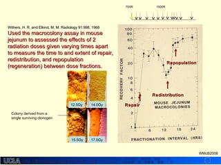 http://dmco.ucla.edu/McBride_Labhttp://dmco.ucla.edu/McBride_Lab
WMcB2008
12.5Gy 14.0Gy
15.5Gy 17.0Gy
Withers, H. R. and Elkind, M. M. Radiology 91:998, 1968Withers, H. R. and Elkind, M. M. Radiology 91:998, 1968
Used the macrocolony assay in mouseUsed the macrocolony assay in mouse
jejunum to assessed the effects of 2jejunum to assessed the effects of 2
radiation doses given varying times apartradiation doses given varying times apart
to measure the time to and extent of repair,to measure the time to and extent of repair,
redistribution, and repopulationredistribution, and repopulation
(regeneration) between dose fractions.(regeneration) between dose fractions.
RedistributionRedistribution
RepairRepair
RepopulationRepopulation
700R 1500R
Colony derived from a
single surviving clonogen
 