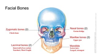 Updated Anatomy and Physiology -2025 for Cosmetology | PPTX