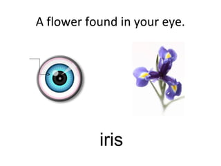 A flower found in your eye.
iris
 