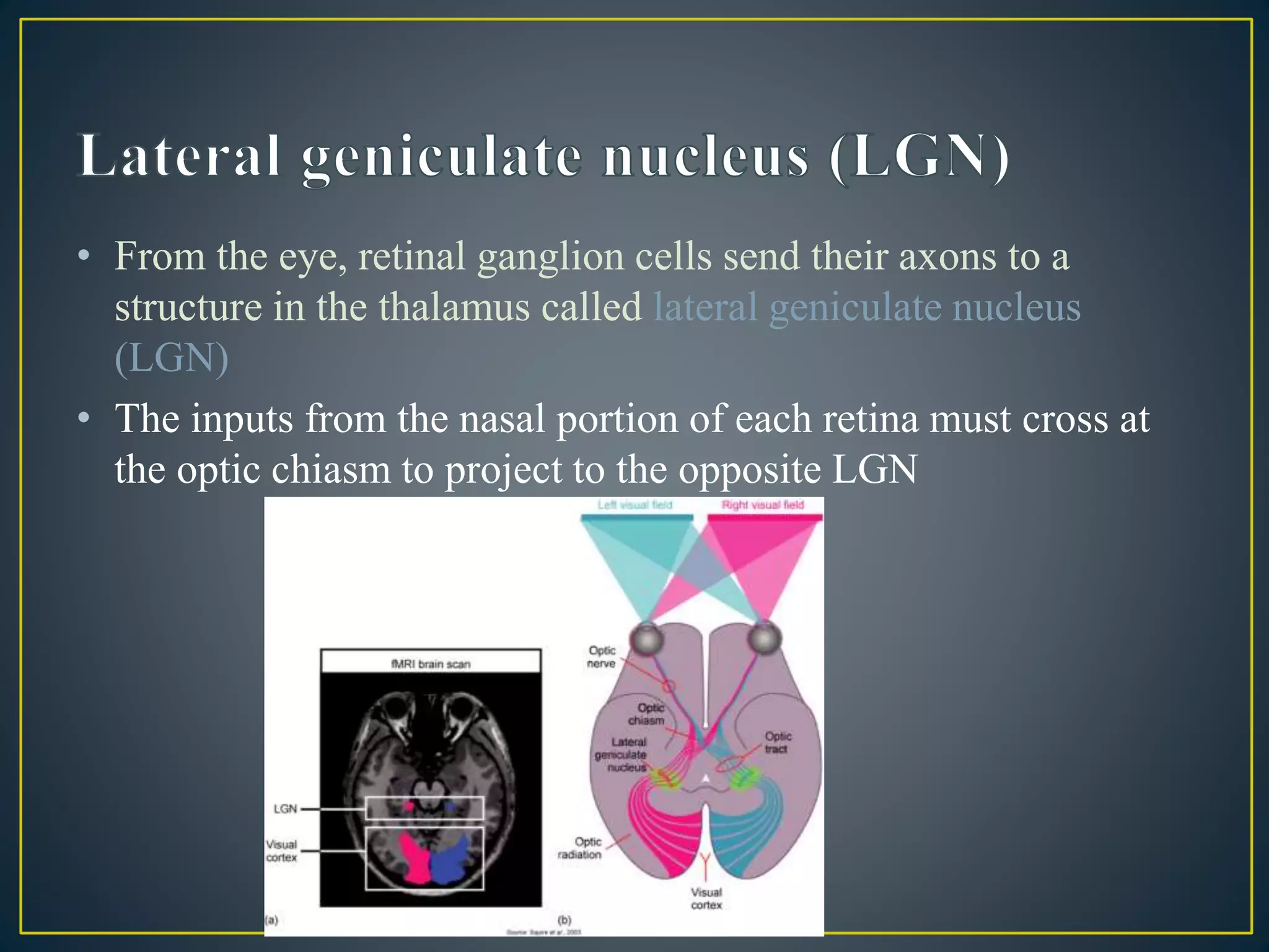 • From the eye, retinal ganglion cells send their axons to a
structure in the thalamus called lateral geniculate nucleus
(LGN)
• The inputs from the nasal portion of each retina must cross at
the optic chiasm to project to the opposite LGN
 