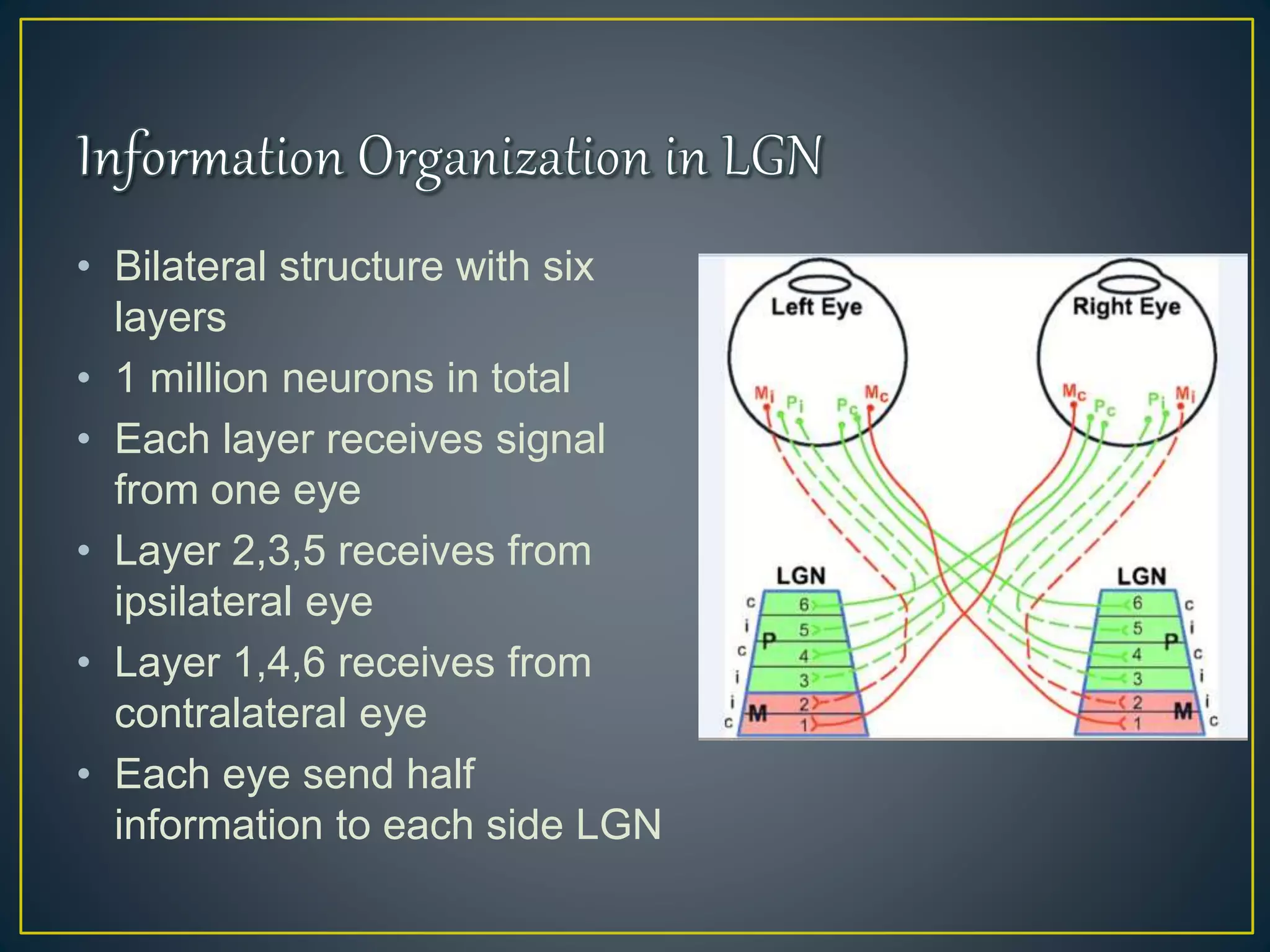 • Bilateral structure with six
layers
• 1 million neurons in total
• Each layer receives signal
from one eye
• Layer 2,3,5 receives from
ipsilateral eye
• Layer 1,4,6 receives from
contralateral eye
• Each eye send half
information to each side LGN
 