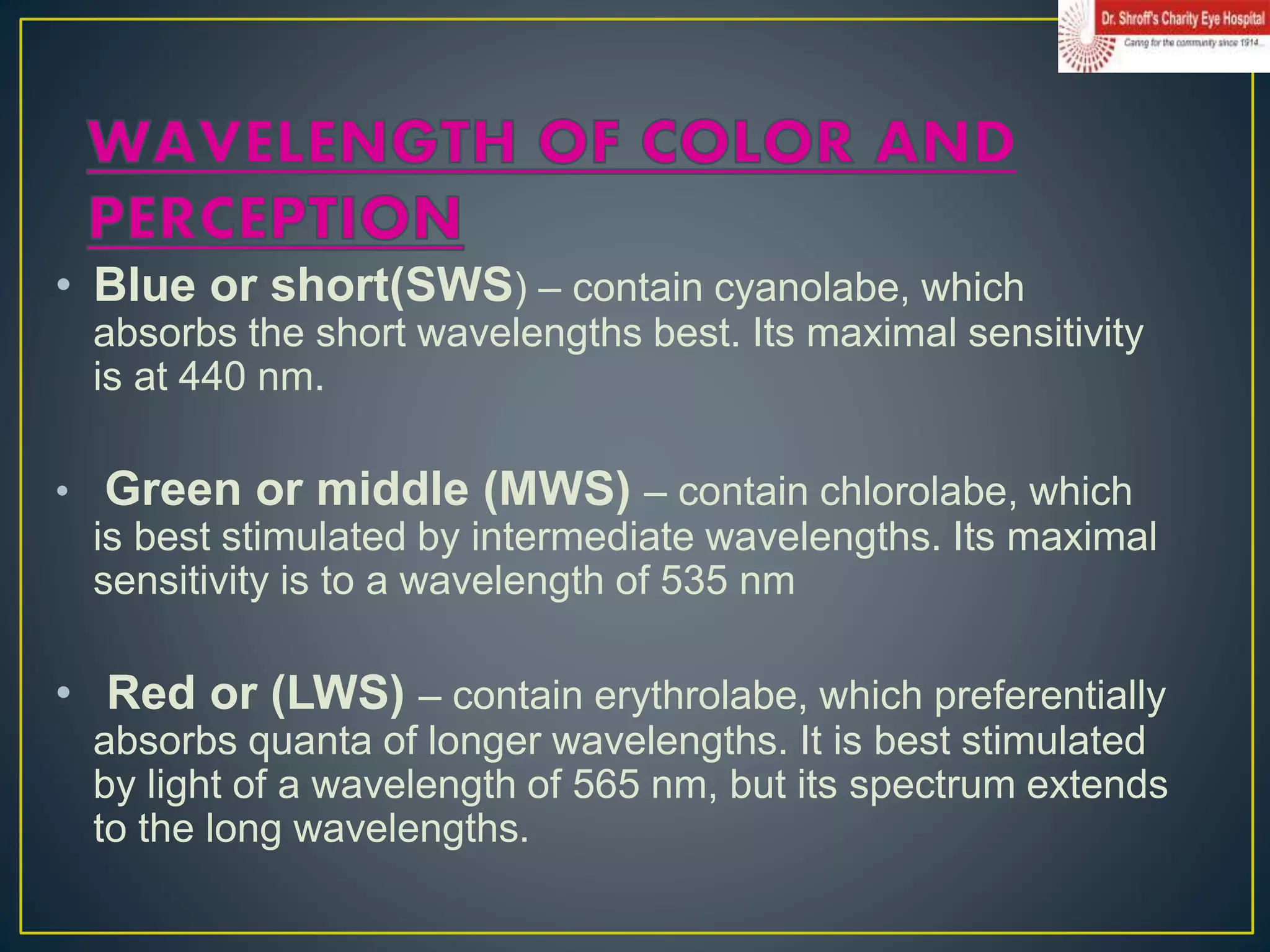 • Blue or short(SWS) – contain cyanolabe, which
absorbs the short wavelengths best. Its maximal sensitivity
is at 440 nm.
• Green or middle (MWS) – contain chlorolabe, which
is best stimulated by intermediate wavelengths. Its maximal
sensitivity is to a wavelength of 535 nm
• Red or (LWS) – contain erythrolabe, which preferentially
absorbs quanta of longer wavelengths. It is best stimulated
by light of a wavelength of 565 nm, but its spectrum extends
to the long wavelengths.
 