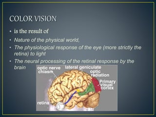 color vision.ppt