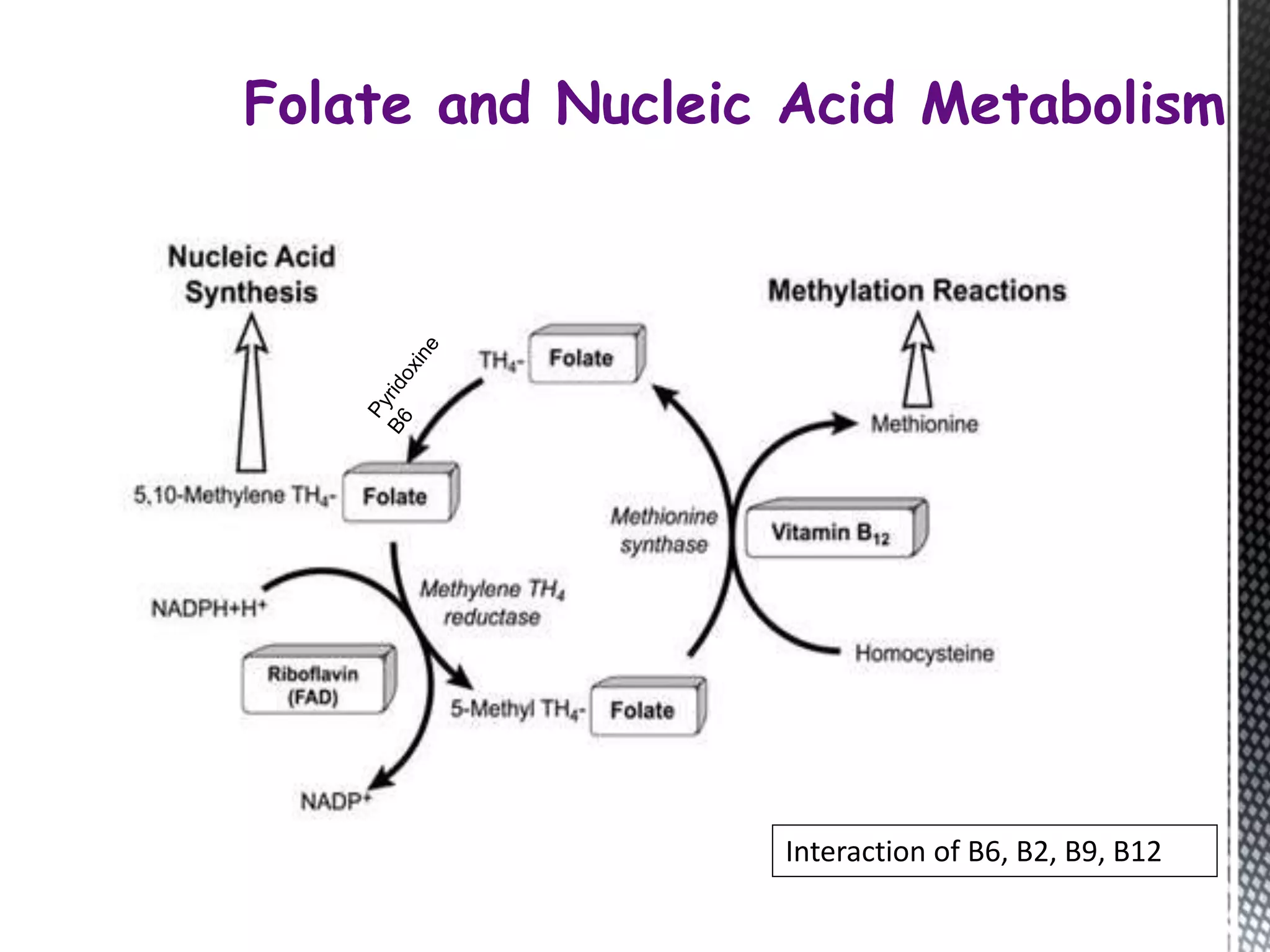 Folate and Nucleic Acid Metabolism
Interaction of B6, B2, B9, B12
 