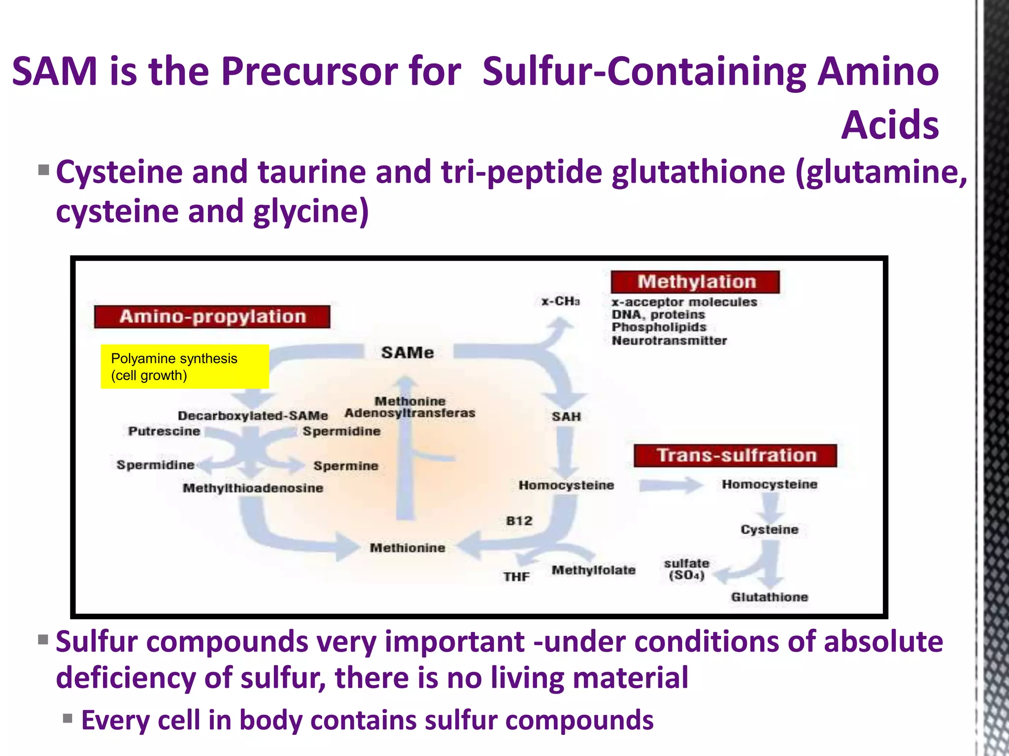 Cysteine and taurine and tri-peptide glutathione (glutamine,
cysteine and glycine)
Sulfur compounds very important -under conditions of absolute
deficiency of sulfur, there is no living material
 Every cell in body contains sulfur compounds
SAM is the Precursor for Sulfur-Containing Amino
Acids
Polyamine synthesis
(cell growth)
 