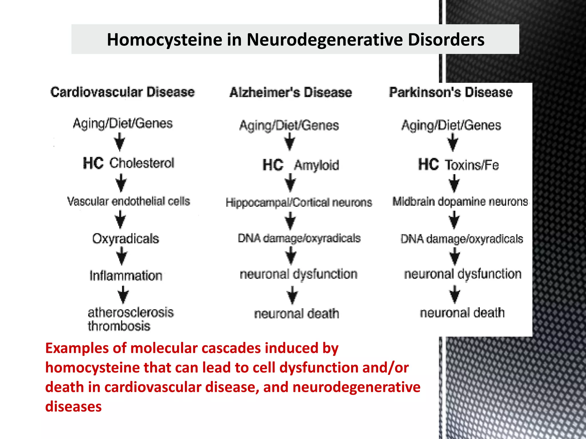 Examples of molecular cascades induced by
homocysteine that can lead to cell dysfunction and/or
death in cardiovascular disease, and neurodegenerative
diseases
Homocysteine in Neurodegenerative Disorders
 
