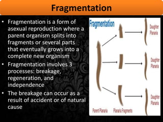 Reproduction and everything in-between... | PPT