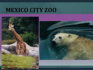 MEXICO CITY ZOO
 