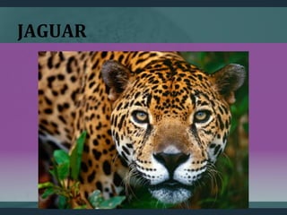 JAGUAR
 