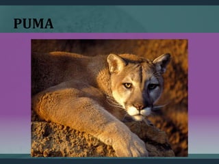 PUMA
 