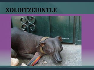 XOLOITZCUINTLE
 