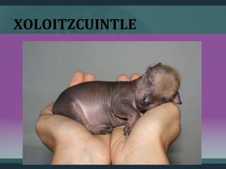 XOLOITZCUINTLE
 