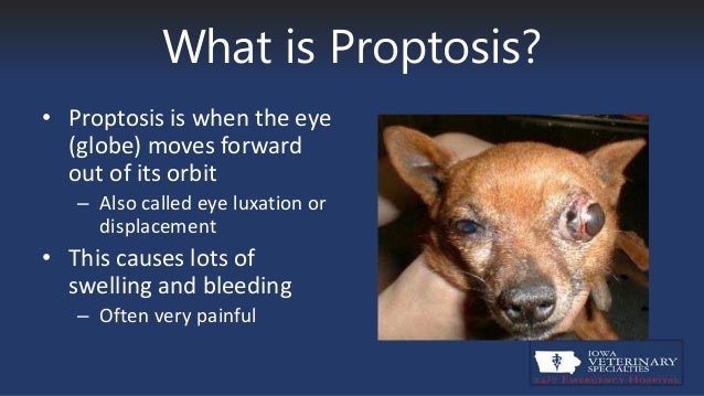 pug eye proptosis eye proptosis hairsstyles co pug eye proptosis eye proptosis hairsstyles co