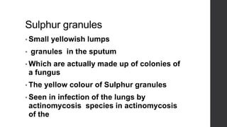Sulphur granules
• Small yellowish lumps
• granules in the sputum
• Which are actually made up of colonies of
a fungus
• The yellow colour of Sulphur granules
• Seen in infection of the lungs by
actinomycosis species in actinomycosis
of the lung
 