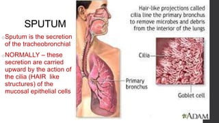 SPUTUM
oSputum is the secretion
of the tracheobronchial
oNORMALLY – these
secretion are carried
upward by the action of
the cilia (HAIR like
structures) of the
mucosal epithelial cells
 