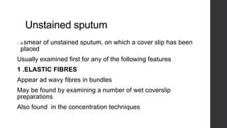 Unstained sputum
• A smear of unstained sputum, on which a cover slip has been
placed
Usually examined first for any of the following features
1 .ELASTIC FIBRES
Appear ad wavy fibres in bundles
May be found by examining a number of wet coverslip
preparations
Also found in the concentration techniques
 