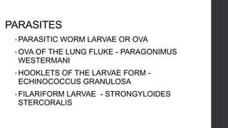 PARASITES
• PARASITIC WORM LARVAE OR OVA
• OVA OF THE LUNG FLUKE - PARAGONIMUS
WESTERMANI
• HOOKLETS OF THE LARVAE FORM -
ECHINOCOCCUS GRANULOSA
• FILARIFORM LARVAE - STRONGYLOIDES
STERCORALIS
 