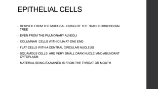 EPITHELIAL CELLS
• DERIVED FROM THE MUCOSAL LINING OF THE TRACHEOBRONCHIAL
TREE
• EVEN FROM THE PULMONARY ALVEOLI
• COLUMNAR CELLS WITH CILIA AT ONE END
• FLAT CELLS WITH A CENTRAL CIRCULAR NUCLEUS
• SQUAMOUS CELLS ARE VERY SMALL DARK NUCLEI AND ABUNDANT
CYTOPLASM
• MATERIAL BEING EXAMINED IS FROM THE THROAT OR MOUTH
 