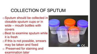 COLLECTION OF SPUTUM
oSputum should be collected in
closable sputum cups or in
wide – mouth bottles with
covers
oBest to examine sputum while
it is fresh
oIf this is not possible, smears
may be taken and fixed
o Preserved for staining and
examination later
 