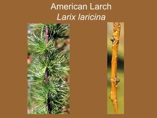 American Larch
 Larix laricina
 