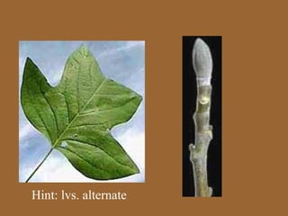 Hint: lvs. alternate
 