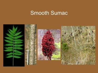 Smooth Sumac
 