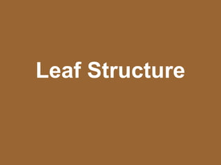 Leaf Structure
 