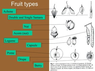 Fruit types
Achene
   Double and Single Samara

                Nut

         Acorn (nut)

Legume
                    Capsule

  Pome

            Drupe
                         Berry
 