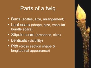 Parts of a twig
• Buds (scales, size, arrangement)
• Leaf scars (shape, size, vascular
  bundle scars)
• Stipule scars (presence, size)
• Lenticels (visibility)
• Pith (cross section shape &
  longitudinal appearance)
 