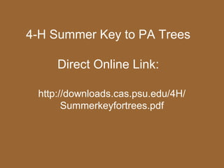 4-H Summer Key to PA Trees

     Direct Online Link:

 http://downloads.cas.psu.edu/4H/
       Summerkeyfortrees.pdf
 