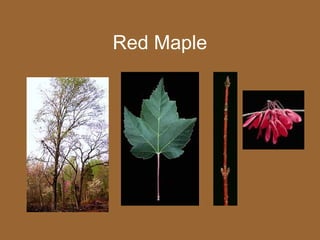 Red Maple
 