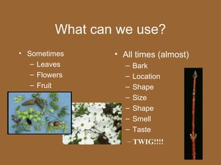 What can we use?
• Sometimes      • All times (almost)
   – Leaves        –   Bark
   – Flowers       –   Location
   – Fruit         –   Shape
                   –   Size
                   –   Shape
                   –   Smell
                   –   Taste
                    – TWIG!!!!
 