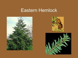 Eastern Hemlock
 