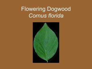 Flowering Dogwood
   Cornus florida
 