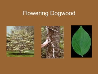 Flowering Dogwood
 