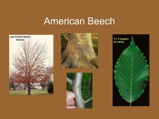 American Beech
 
