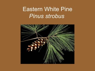 Eastern White Pine
  Pinus strobus
 