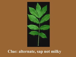 Clue: alternate, sap not milky
 