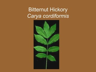 Bitternut Hickory
Carya cordiformis
 