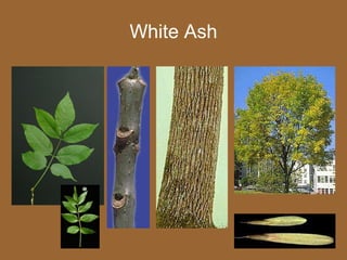 White Ash
 