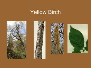 Yellow Birch
 