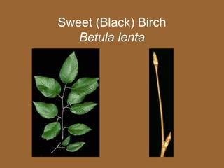 Sweet (Black) Birch
   Betula lenta
 
