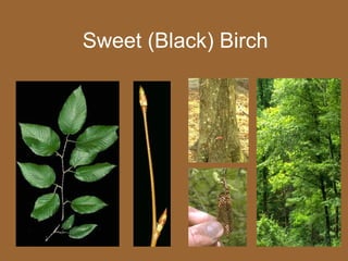 Sweet (Black) Birch
 