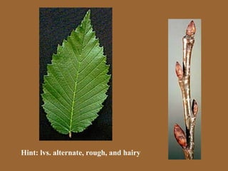 Hint: lvs. alternate, rough, and hairy
 