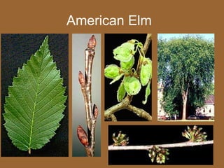 American Elm
 