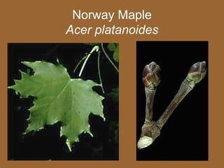Norway Maple
Acer platanoides
 