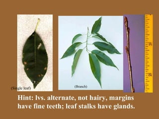 (Branch)
(Single leaf)

    Hint: lvs. alternate, not hairy, margins
    have fine teeth; leaf stalks have glands.
 