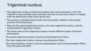 trigeminal neuralgia